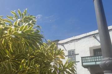 Telaraña 'histórica' en Telde/TA.